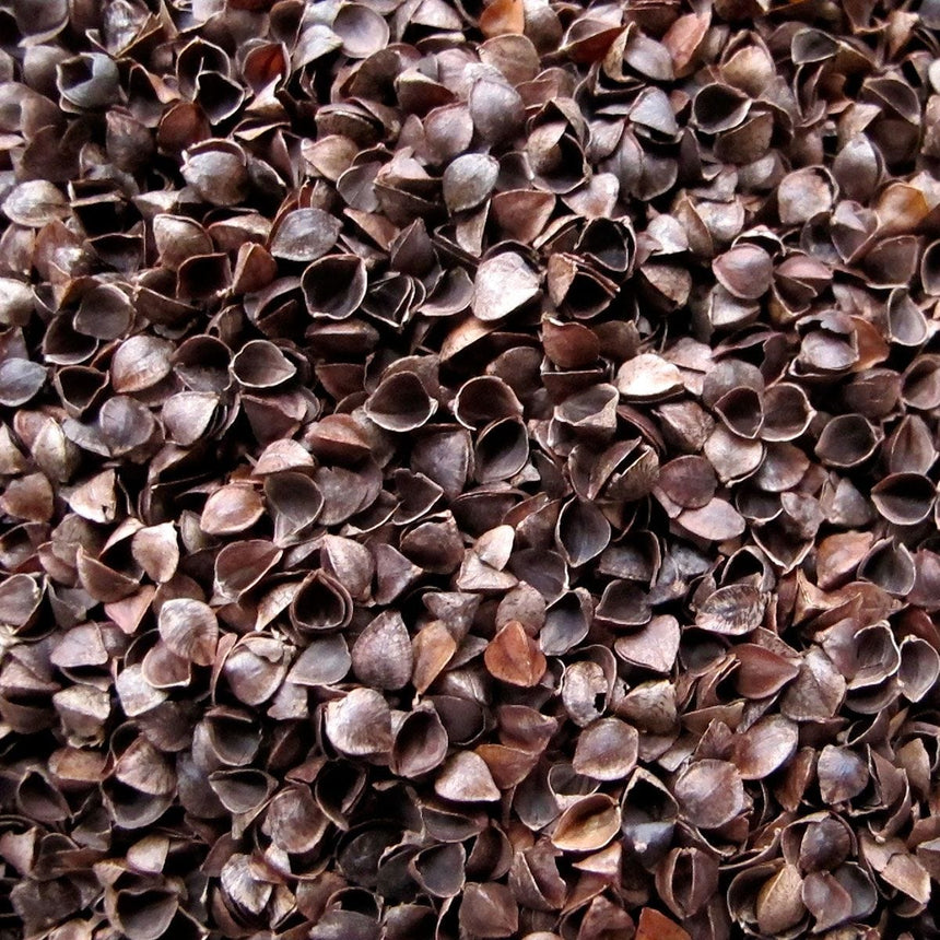 NEK-ECALES_A.JPG